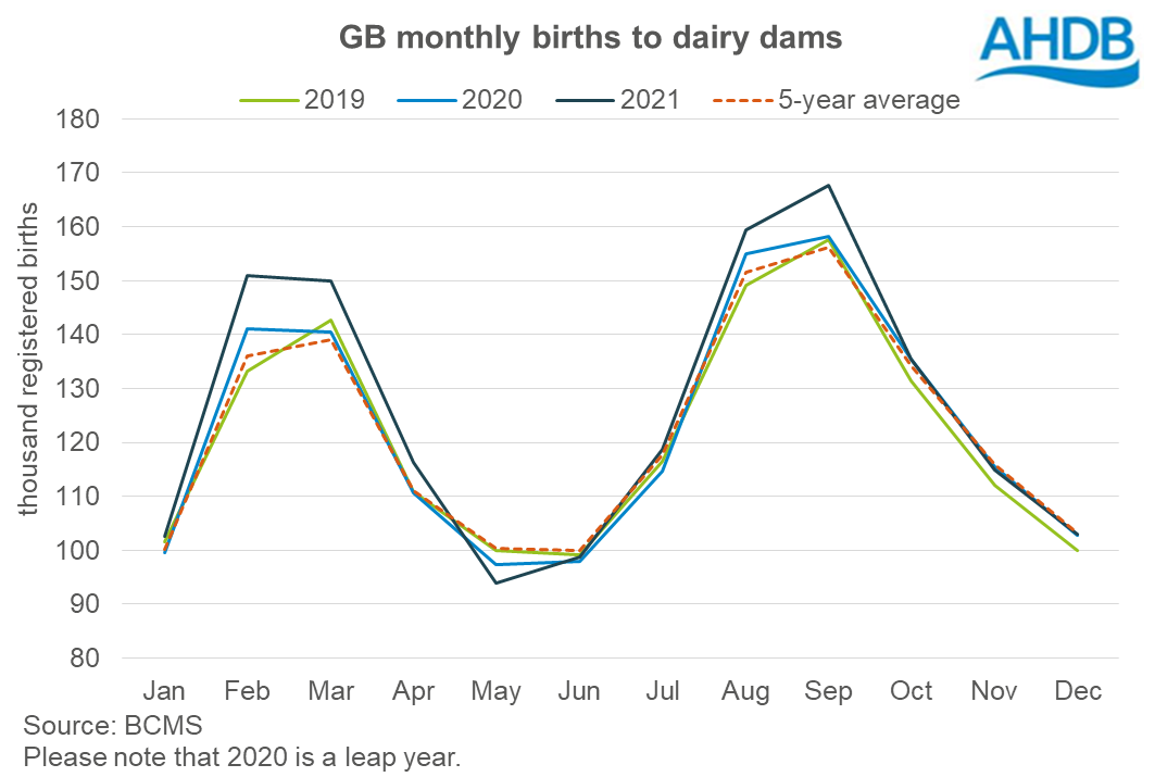 2021 GB dairy calf registrations